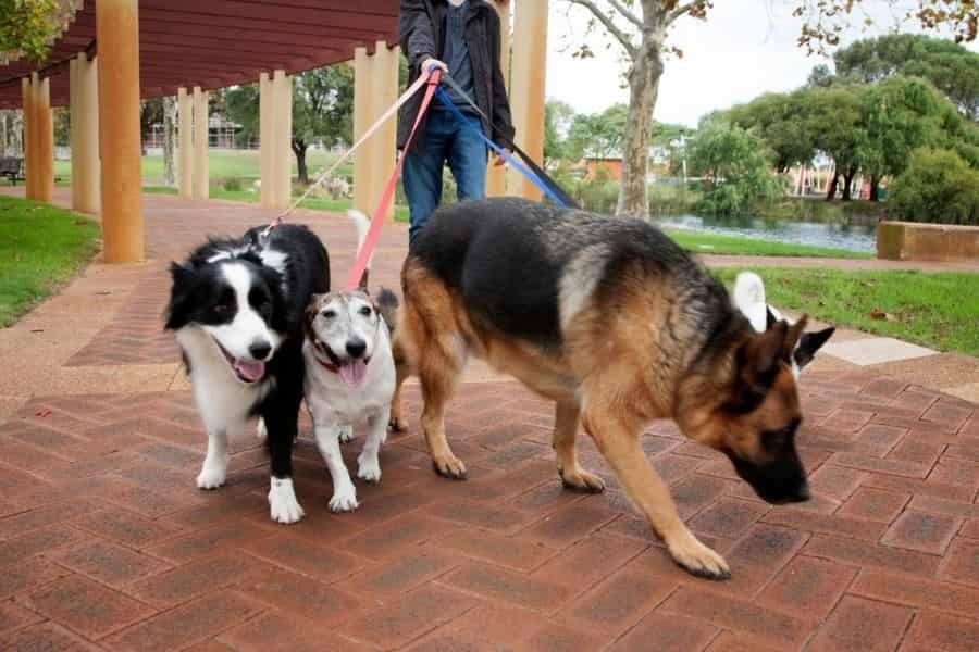 dog walking services in Calgary