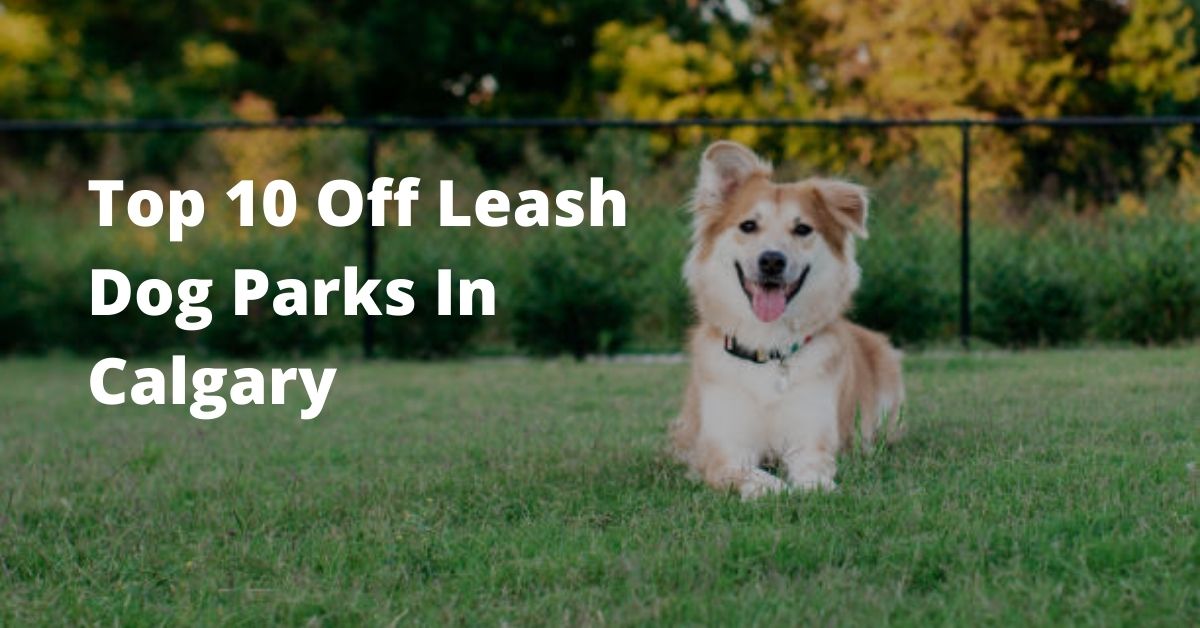 Off Leash Dog parks Calgary